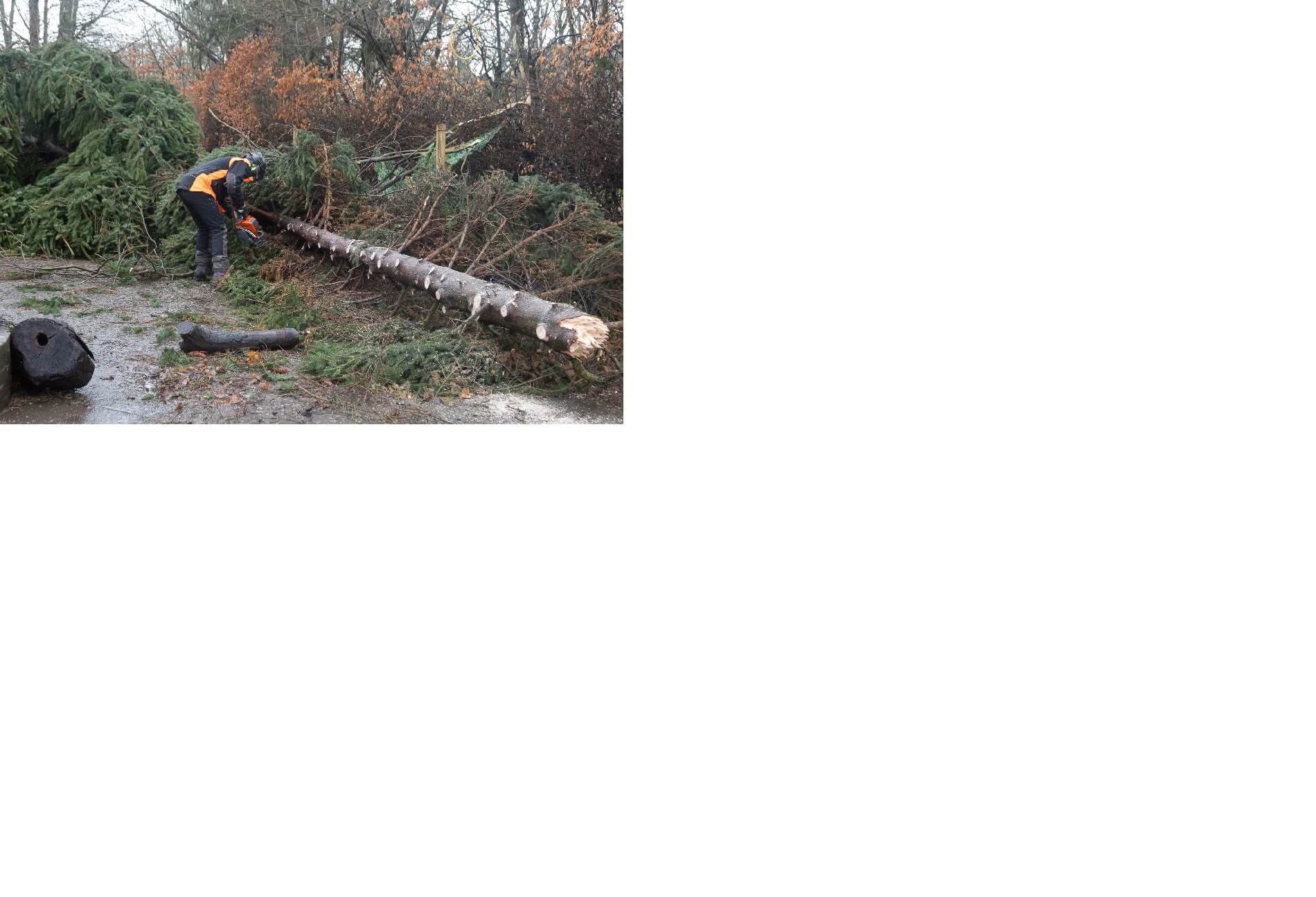 A fallen tree is being cut so that it can be removed from the road