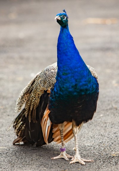 Peacock