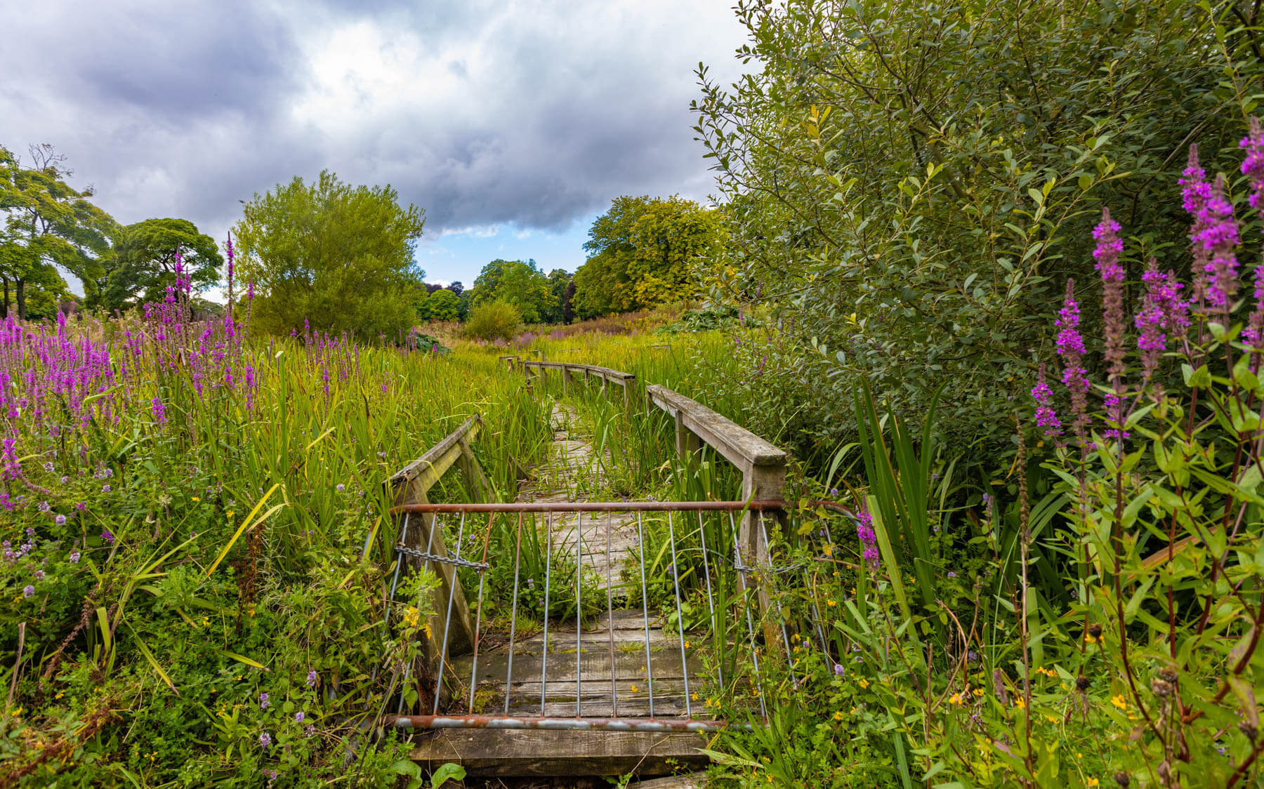 The closed boardwalk at the bog garden in the Beveridge Park, which is being replaced.